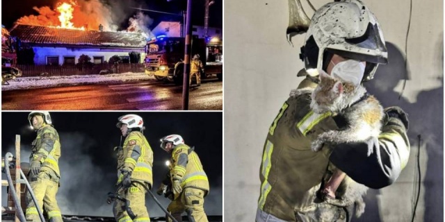 Nie zdążyły uciec przed ogniem, strażacy wynieśli je z płomieni. Druhowie z OSP Ujazd uratowali kota, psa i żółwia [Foto]