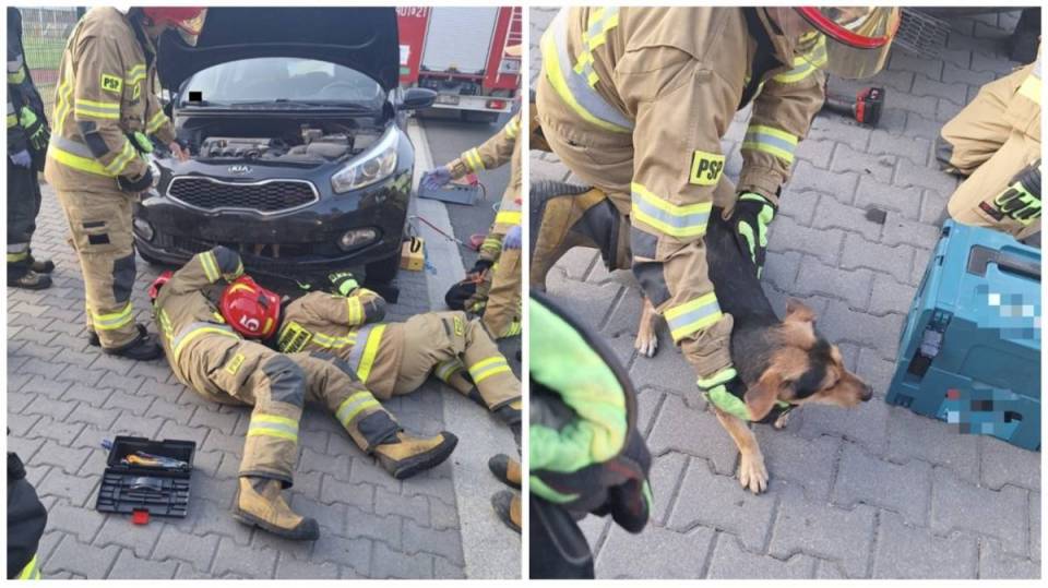 Wybieg wprost pod auto, wpadł do komory silnika. Walka o życie psa zakończona sukcesem [Foto]