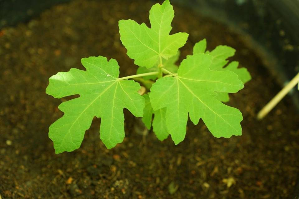 fig-plant-5972509_1280