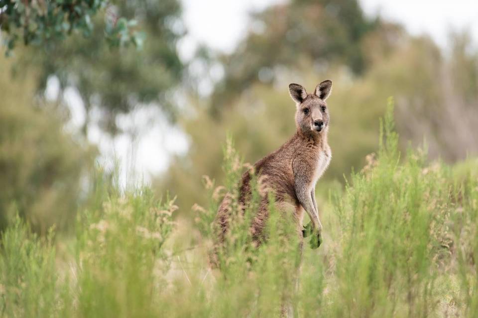 kangaroo-6788674_1280