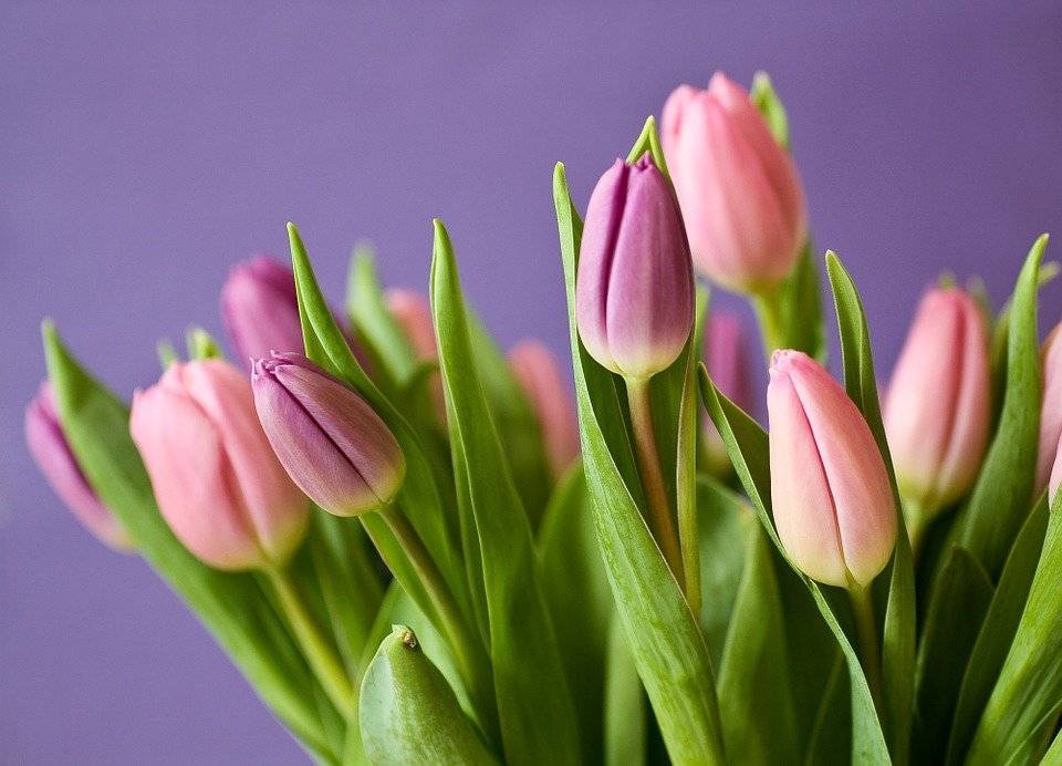 kwiaty-tulipany2